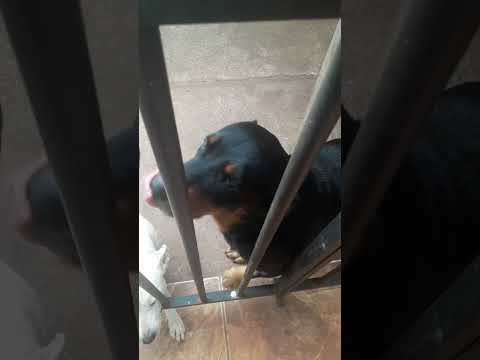 visitei a Dora e o elias Macatuba interior de São Paulo