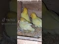 Cremino Love Birds Most Profitable Birds Cremino Love Birds Love Birds Shorts Viral Trending