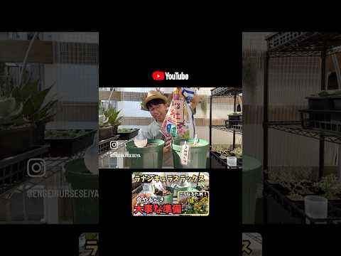 園芸 キンポウゲ、忍び寄るキンポウゲ