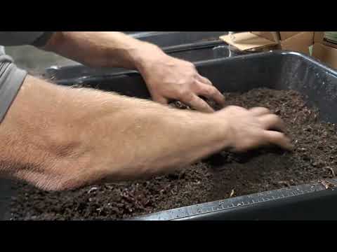 resetting a red wiggler breeder bin