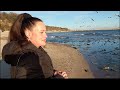 Feeding Seagulls On The Beach Seagull Sounds Flying Gulls Relaxing Video