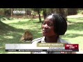 Letaba The Lion New Patriarch In Ugandan Zoo