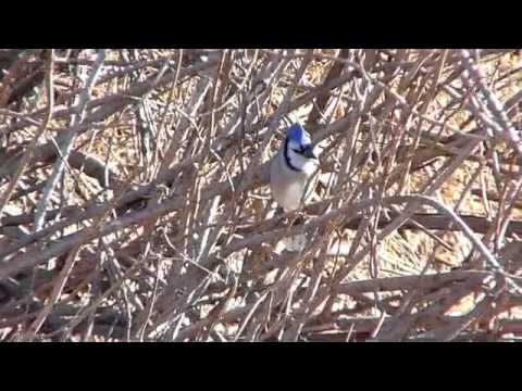 Bird Calls - Blue Jay's queedle