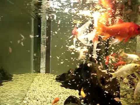 Goldfish feeding time guldfisk fordingstid