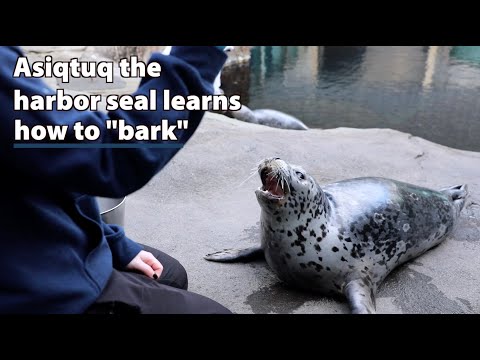 How Tuq the Harbor Seal Learned "Bark:" Scan and Capture Training