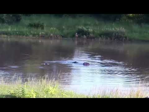 Djuma: Hippos bobbing up and down in the water - 06:28 - 02/21/2023