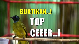 Download lagu KUTILANG SUTRA BETINA GACOR bikin Cucak Kurincang ikutan GACOR mp3 Download lagu KUTILANG SUTRA BETINA GACOR bikin Cucak Kurincang ikutan GACOR mp3