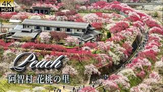Download lagu In a gently hidden valley of Nagano, the peach blossoms are now in full bloom. 阿智村 花桃の里 2026 mp3