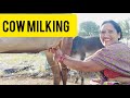 Cow Milking Vlog