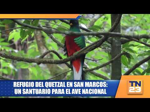 Refugio del Quetzal en San Marcos: Un santuario para el ave nacional