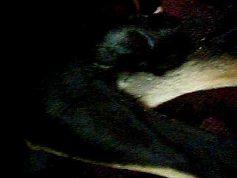 Najwa Whelping Part 1