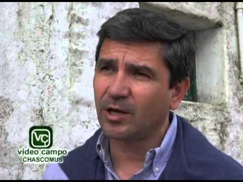 Remate de Productores para Productores dado en Vieytes por Pedro Noel Irey