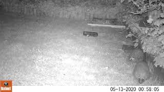 Hedgehogaction1   HD 720p