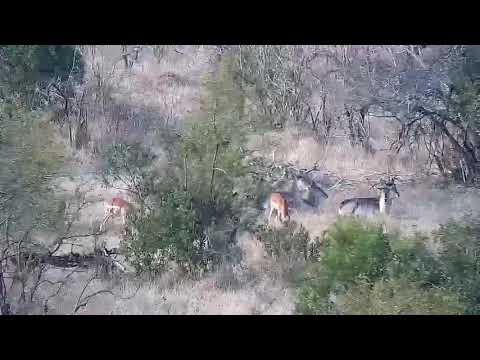 Djuma: Waterbucks and Impala in the distance - 00:11 - 09/20/21