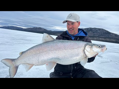 Ice Fishing for SheeFish In the Yukon