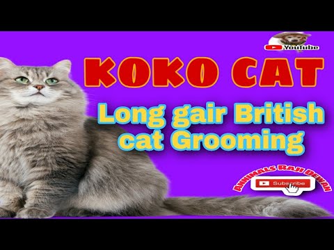 Koko my Cat Groomig| at Mobile Salon|Annimals Raji Dewan|