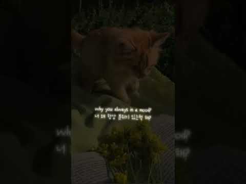 Why You Always In A Mood?#Mood#short#Muhsina Munira 8