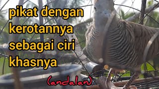 Download lagu pikat ampuh selalu ngerot dan ngoar(@sangpemikatperkutut ) mp3