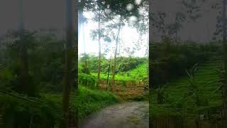 Download lagu Harmony - Padi #music #lagu #musik #statuswa #storywa #musicvideo #viral #wastory #storywagalau mp3