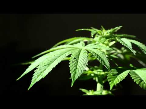 Mitch - The Boom Draw (Colliemonster Riddim)