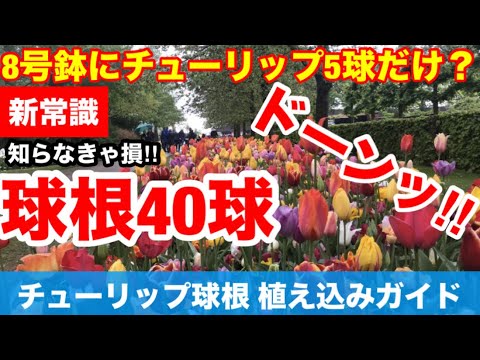 夏の球根ダリアを植える