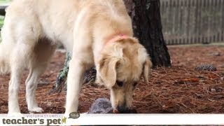 Mental Enrichment With Hide and Seek | Teacher's Pet With Victoria Stilwell
