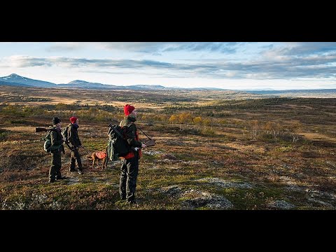 Walked up Snow Grouse shooting - Sweden
