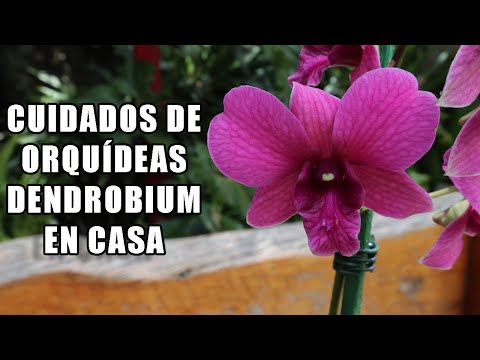 , title : 'Cuidados de Orquideas Dendrobium || Orquiplanet'