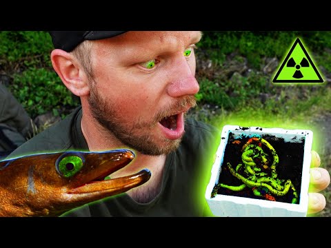 Grüner Tauwurm - der neue Aal-Magnet?