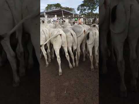Garroteira nelore à venda em Júpi-PE