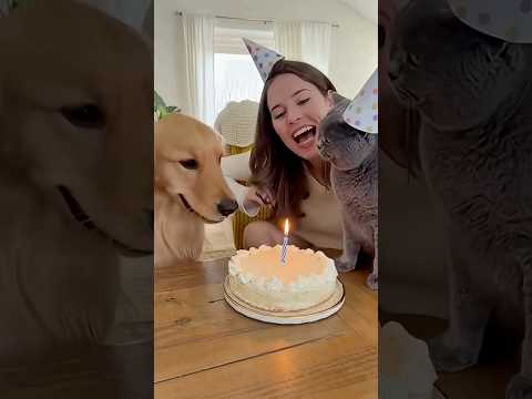 Rottweiler & Chihuahua Best Friends Forever 💕 Cutest Odd Couple #shorts #funny #pets #fyp