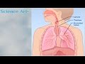 What Happens When You Breathe? How The Lungs Work Animation - Respiratory System Gas Exchange  Video
