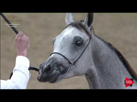 N.149 FARHAN AL ADEED - 2019 Qatar Individuals - Yearling Colts (Class 4B)