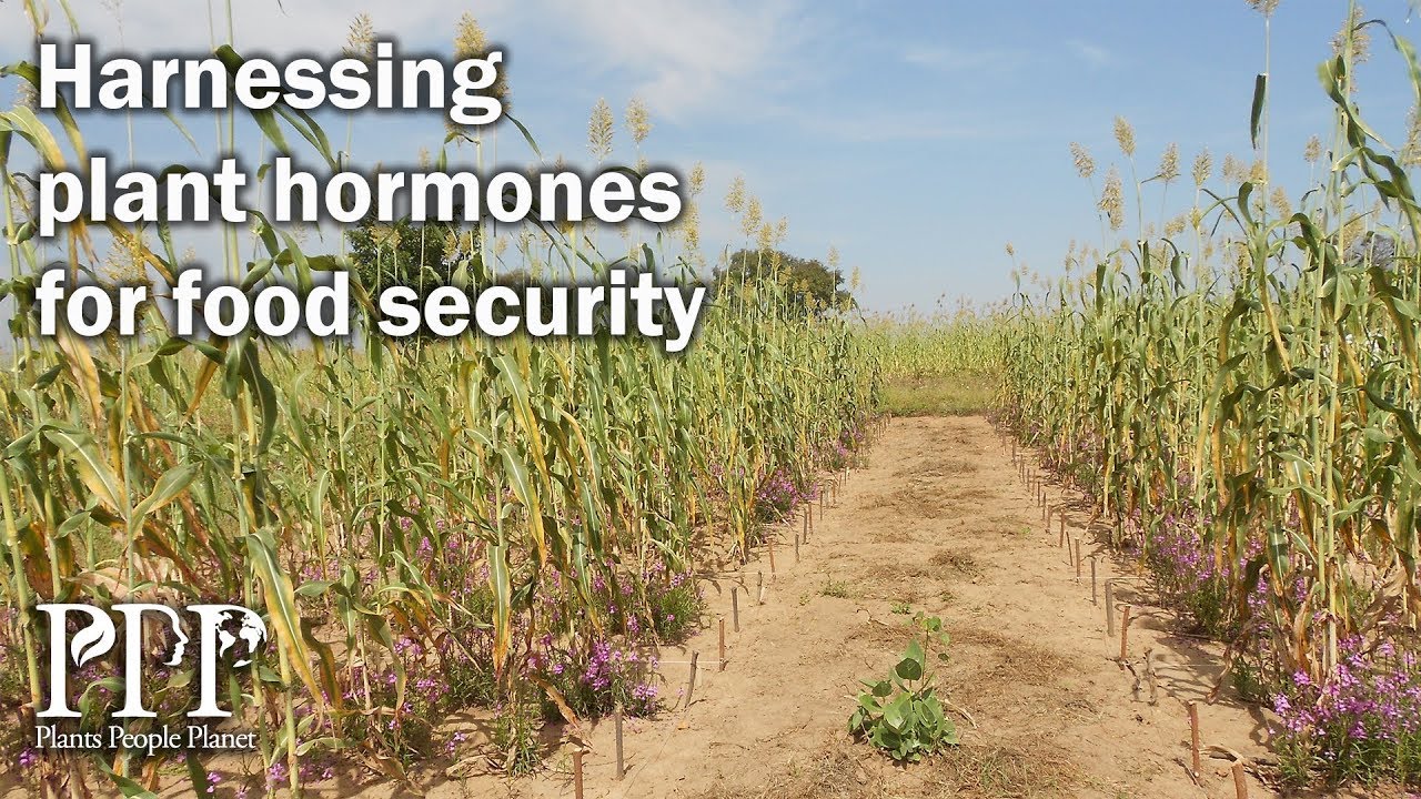 Harnessing plant hormones for food security - YouTube