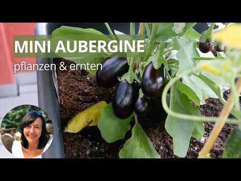 , title : 'Mini Auberginen pflanzen und ernten Balkon - Wann sind Auberginen reif?'