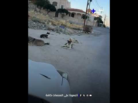 فتـاة تخاطب كـلاب ضالةأغلقت الطريق أمام سيارتها