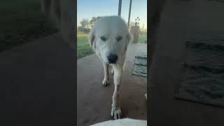 Video preview image #1 Great Pyrenees-Unknown Mix Puppy For Sale in Grafton, WI, USA
