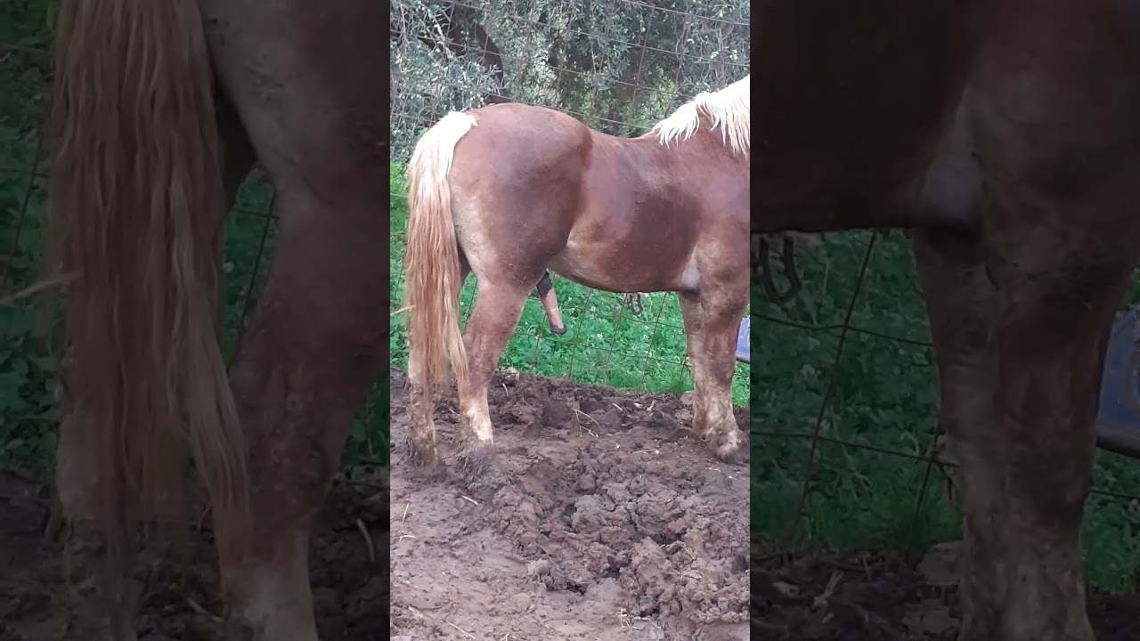 Watch Now cavallo da monta termini imerese cavallo da monta termini imerese