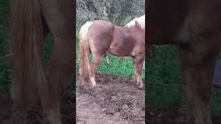 cavallo da monta  termini imerese