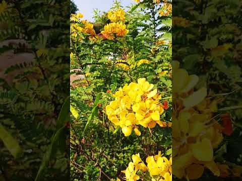 Thangedu Puvula Chettu #nature