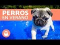Cómo cuidar un perro en verano - 6 pasos