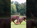 Pitbull Dog Race Ll Gir Gya Ll Pitbull Shorts Youtubeshorts