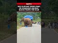 Wild Elephant Sparks Panic on Jharkhand Highway, Blocks Traffic for Hours - Video