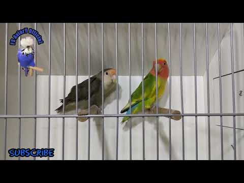 Lovebirds Breeder Pair | Peach Face Lovebirds | Rosy Faced Lovebirds | FS Aviary Official