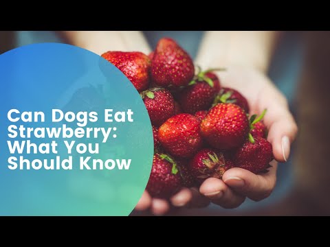 YouTube video about: Can dogs eat strawberry tops?