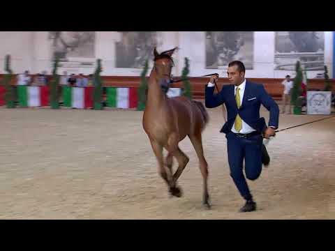 N.107 IMPERIA PC - Italian Nationals 2018 - Futurity Fillies (Class 13)