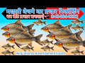 मछली बेचने का प्रचार रिकॉर्डिंग Machhali Bechn