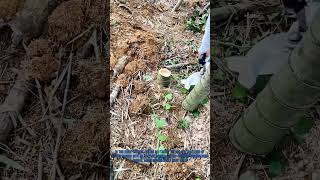 Revolutionize Bamboo Harvesting! Easy Electric Bamboo Cutter Hack - Quick, Safe & Eco-Friendly