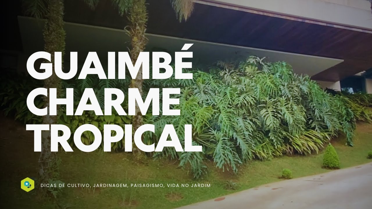 GUAIMBÉ -  O CHARME TROPICAL do Philodendron bipinnatifidum