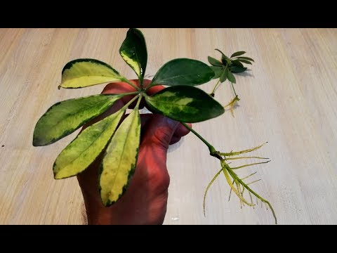, title : 'How to grow Schefflera plant from single leaf very easy'